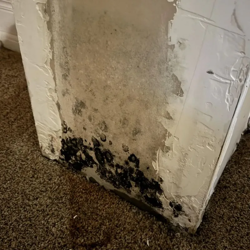 Professional Mold Removal in Genesee County, MI